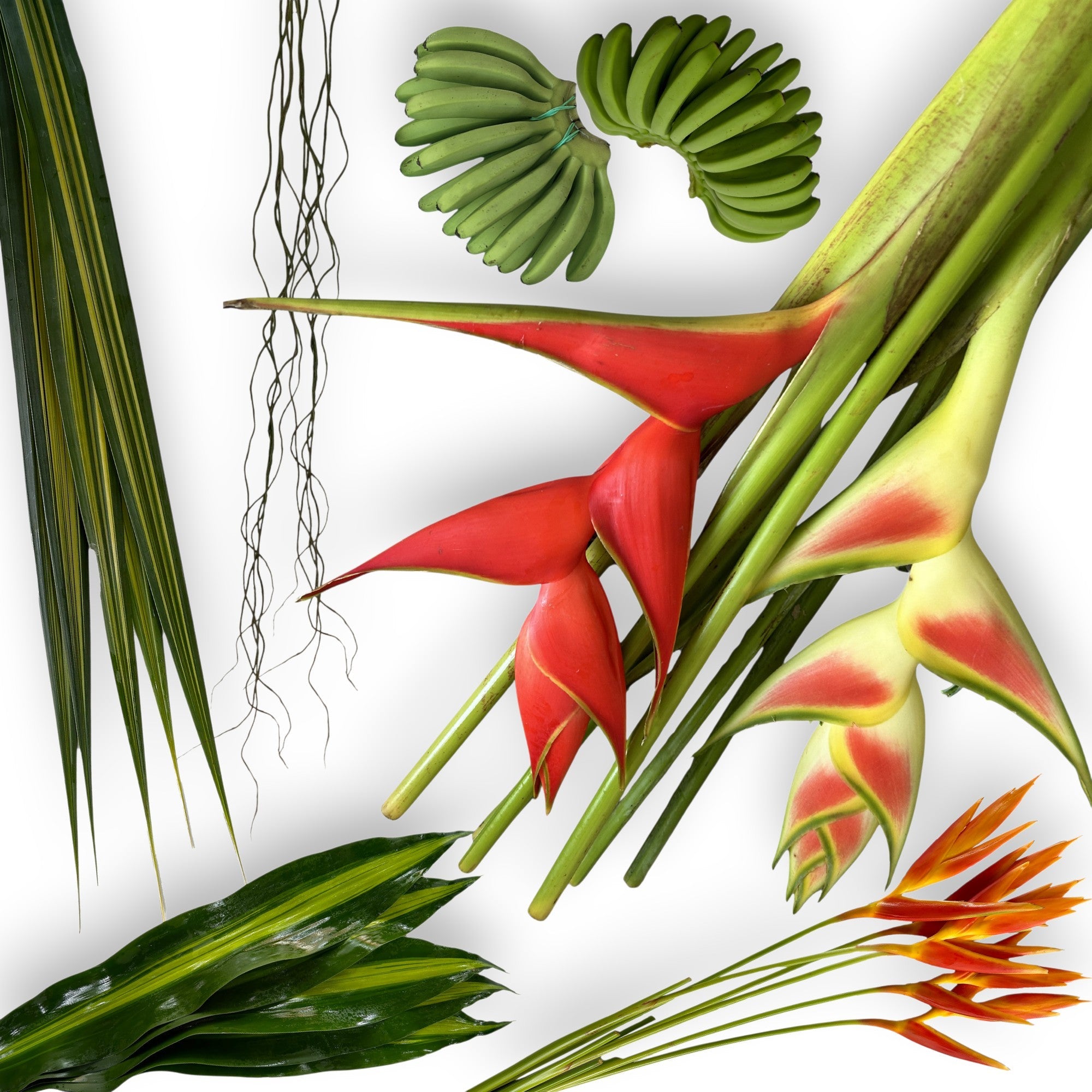 anthurium festino Anthurium Casino Tropical Flower – 48LongStems.com