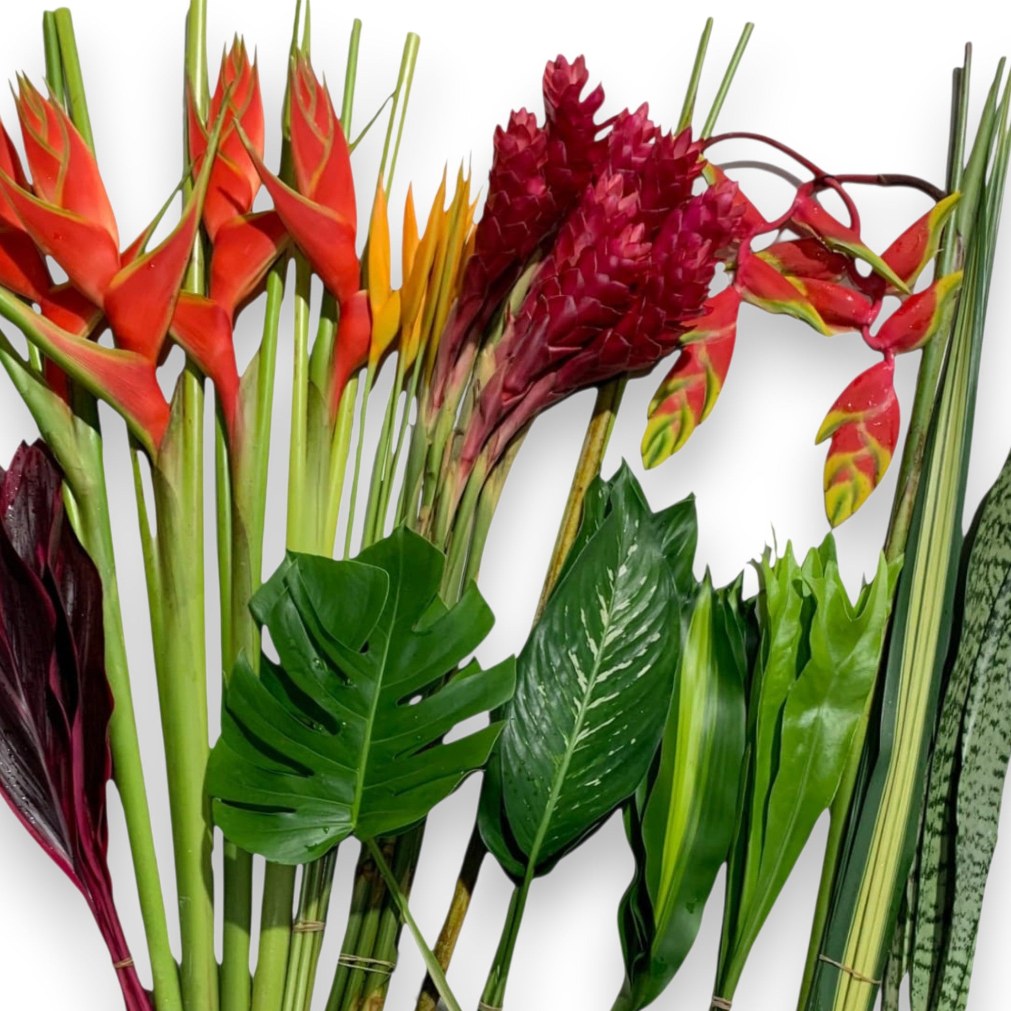 midori green anthurium Anthuriums Midori / Wholesale Anthuriums – 48LongStems.com