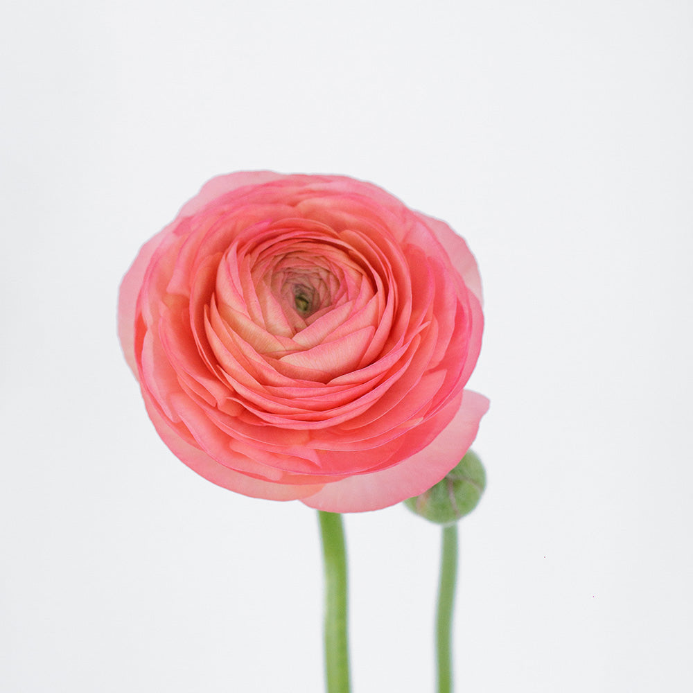 Single pink ranunculus flower on a light gray background