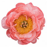 Coral Peonies (From Chile)