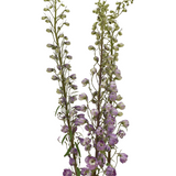 Lavender Delphinium