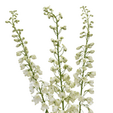 White Delphinium