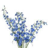 Light Blue Delphinium