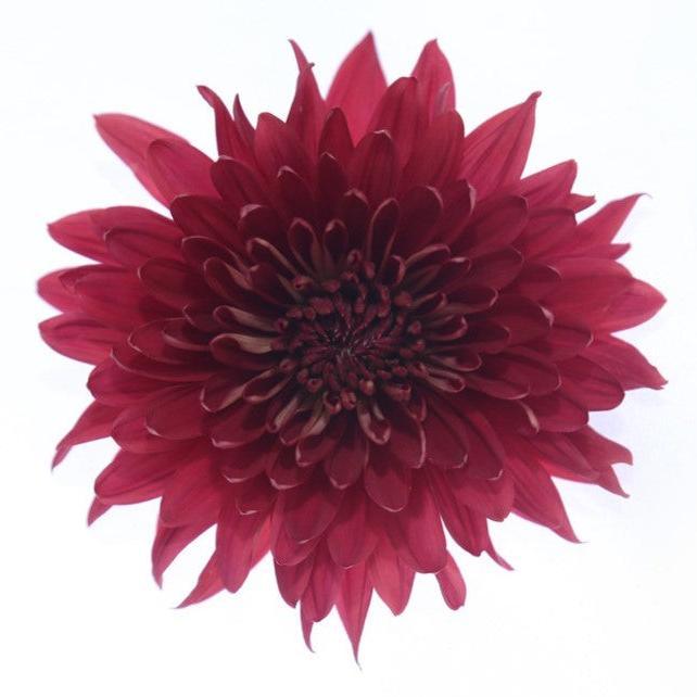 Red Tornado Cremon Mum | wholesale cremon | bulk Cremon – 48LongStems.com