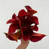 Mini Calla Sunset Passion