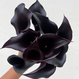 Mini Calla Arabian Nights