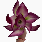 Mini Calla Pink Puppy