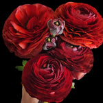 Bouquet of red ranunculus held by a hand against a light background