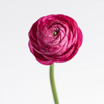 Close-up of a pink Ranuncula with a white background