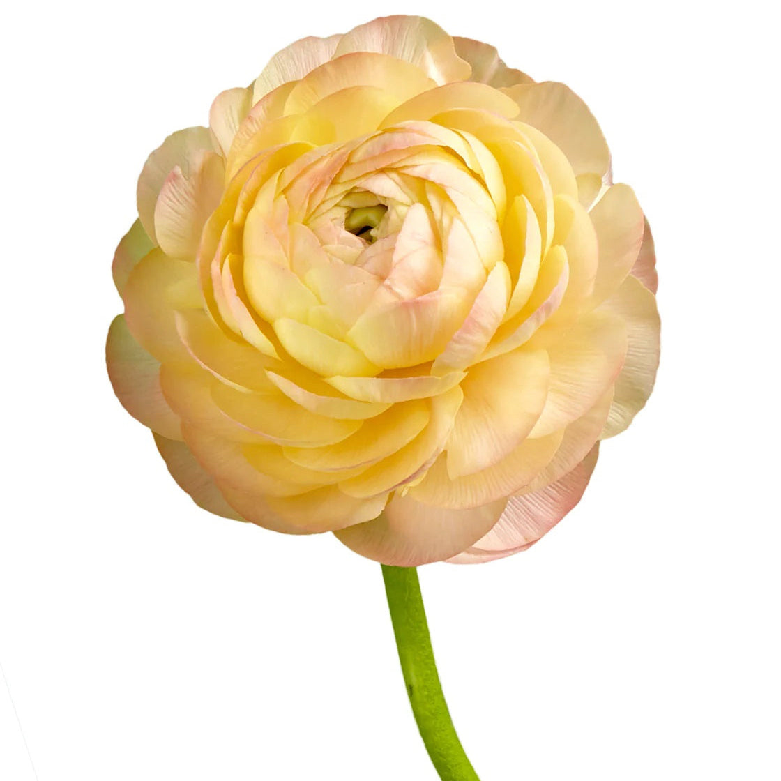 Single PEACH ranunculus flower on a white background