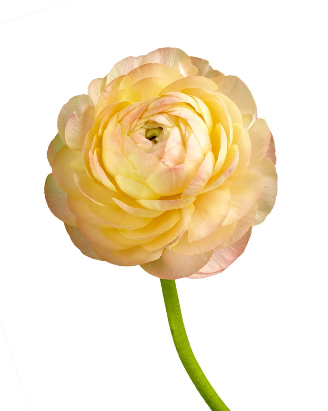 Single PEACH ranunculus flower on a white background