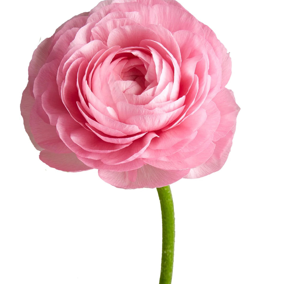 Single pink Ranuncula with a green stem on a white background