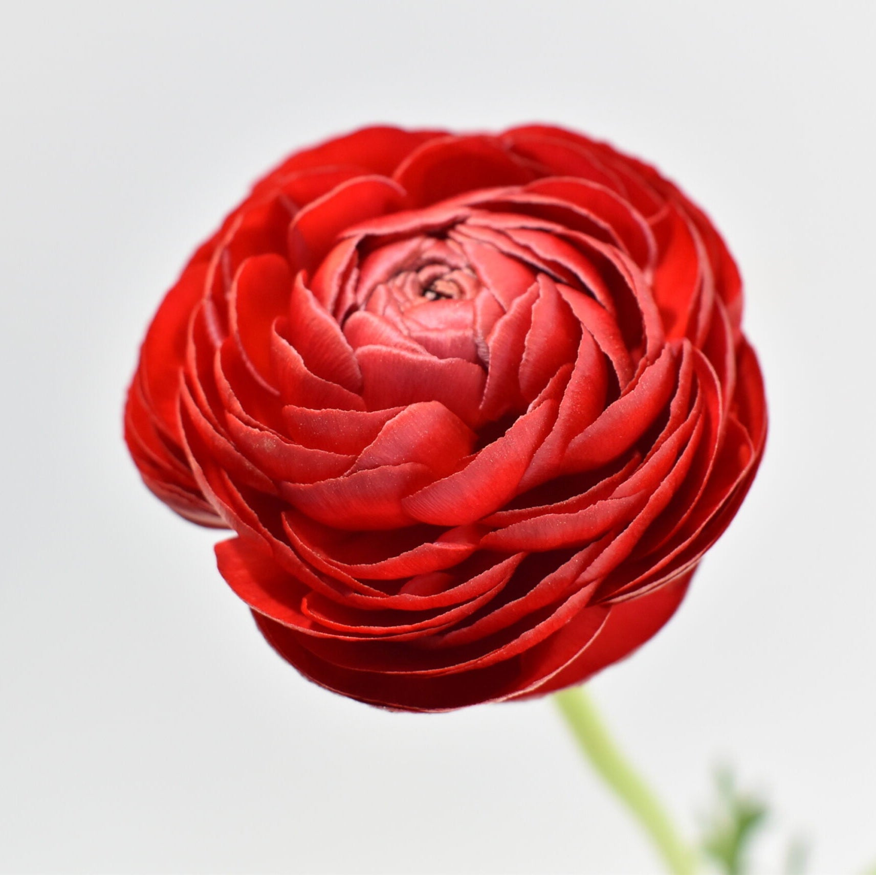 Close-up of a red Ranunculus with a white background