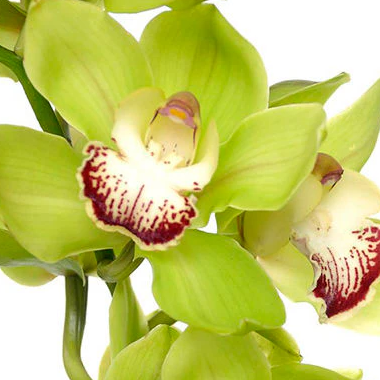 Close-up of green Cymbidium orchids with a white background