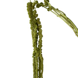 Green Hanging Amaranthus