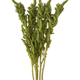 Green Upright Amaranthus