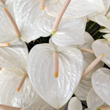 Anthuriums Hokuloa (USA Grown)