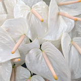 Anthuriums Hokuloa (USA Grown)