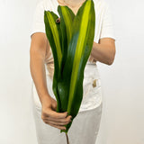 Masajeana Variegated