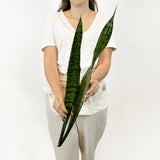 Sansevieria Silver