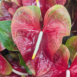 Anthuriums Kalapana OBake (USA Grown)