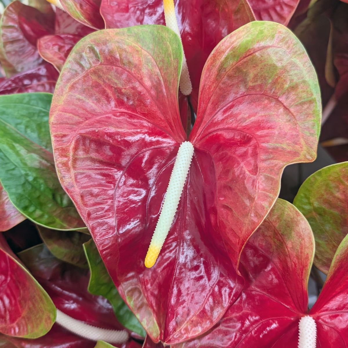aloha aina anthuriums Anthuriums Kalapana OBake/ Wholesale Anthuriums – 48LongStems.com
