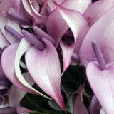 Anthuriums Lavender Lady Tulip (USA Grown)
