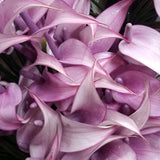 Anthuriums Lavender Lady Tulip (USA Grown)