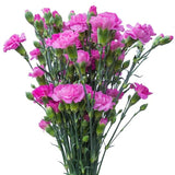 Lavender Mini Carnations