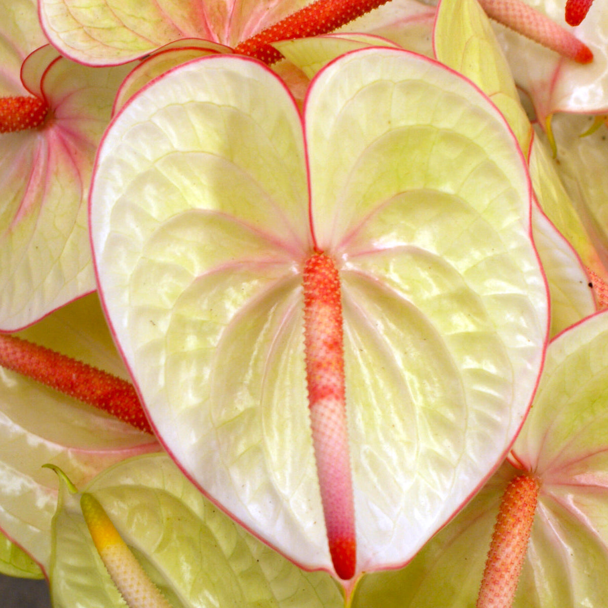 anthurium alero Anthuriums Lime Light (USA Grown) / wholesale anthuriums Midori – 48LongStems.com