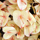 Anthuriums Lime Light (USA Grown)