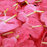 Anthuriums Marian Seefurth (USA Grown)