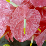 Anthuriums Marian Seefurth (USA Grown)