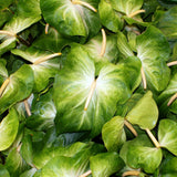 Anthuriums Mauna Loa OBake (USA Grown)