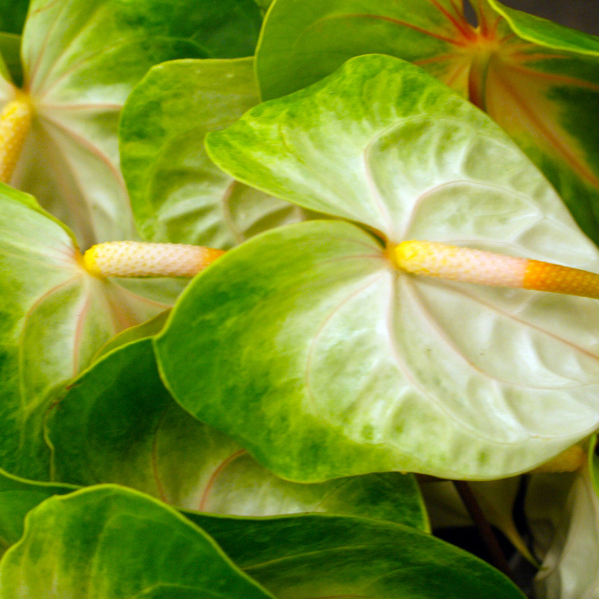 obake anthurium varieties Anthuriums Mauna Loa OBake / Wholesale Anthuriums – 48LongStems.com