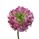 Magenta Ranunculus Pon Pon