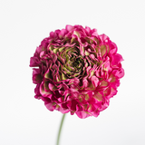 Hot Pink Ranunculus Pon Pon