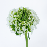 White Ranunculus Pon Pon