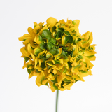 Yellow Ranunculus Pon Pon