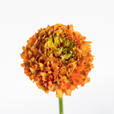Orange Ranunculus Pon Pon