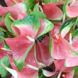 Anthuriums Pink Butterfly OBake (USA Grown)