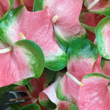 Anthuriums Pink Butterfly OBake (USA Grown)