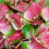 Anthuriums Pink Butterfly OBake (USA Grown)