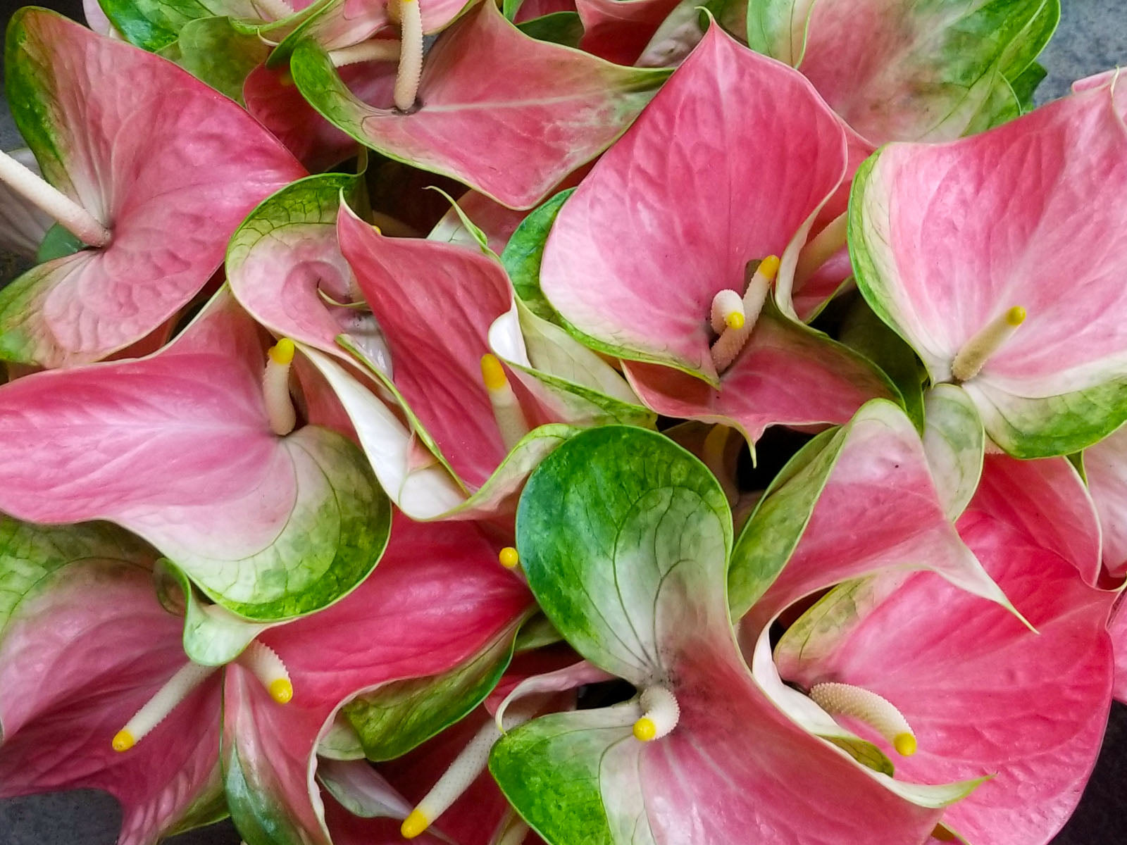 pink and green anthurium Anthuriums Pink Butterfly OBake/ Wholesale Anthuriums – 48LongStems.com