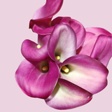 Pink Mini Calla Lilies - Wholesale