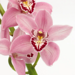 Close-up of pink Cymbidium orchids with a white background