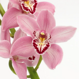 Close-up of pink Cymbidium orchids with a white background