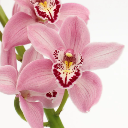 Close-up of pink Cymbidium orchids with a white background