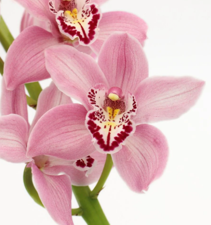 Close-up of pink Cymbidium orchids with a white background