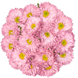 Pink Matsumoto Aster